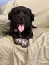 Ozzy Bear