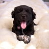 Ozzy Bear