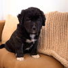 Ollie