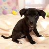 Lady