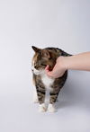 Peeka
