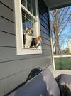 Tiggs