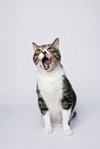 Tiggs
