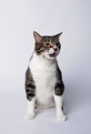 Tiggs