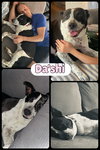 Da'Shi