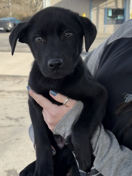 Opie