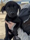 Opie