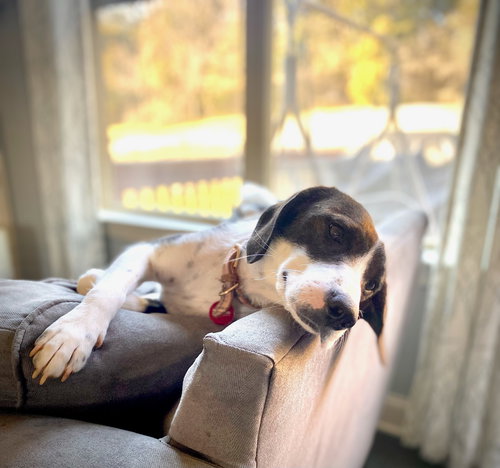 Bailey