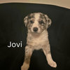 Jovi