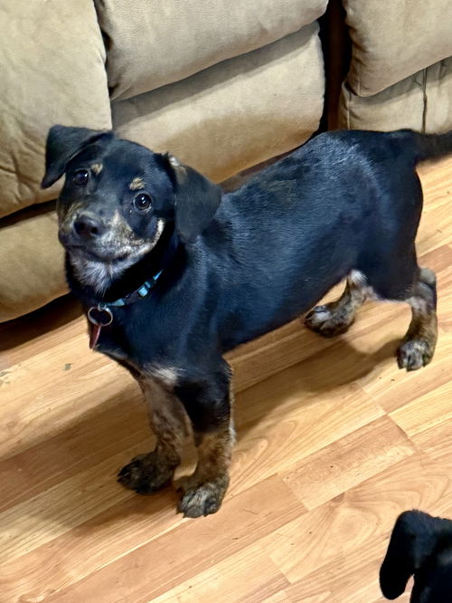 picture of the dog needing adoption