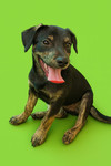 adoptable Dog in  named Freddie