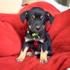 Roscoe