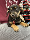 Roscoe