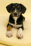 adoptable Dog in  named Fortune