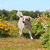 Daisy