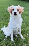 Daisy