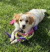 Daisy