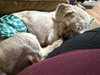 Maxson