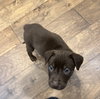 Tootsie