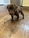 Tootsie