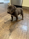 Tootsie