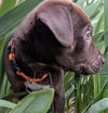 Tootsie