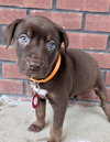 Tootsie