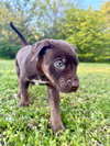 Tootsie