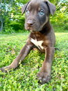 Tootsie