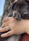 Tootsie