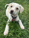 Murphy