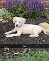 Murphy