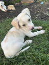 Murphy
