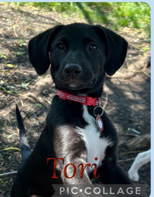 Tori