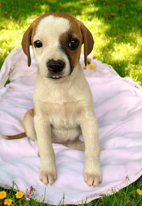 Willow