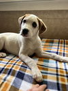 Waylon