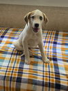 Waylon