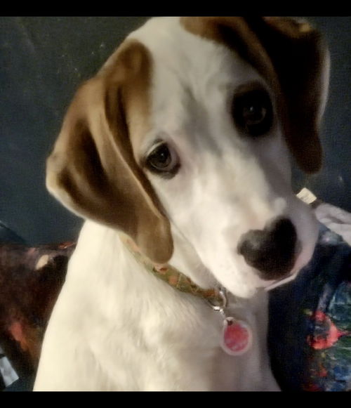 Waylon