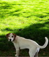adoptable Dog in  named Waylon