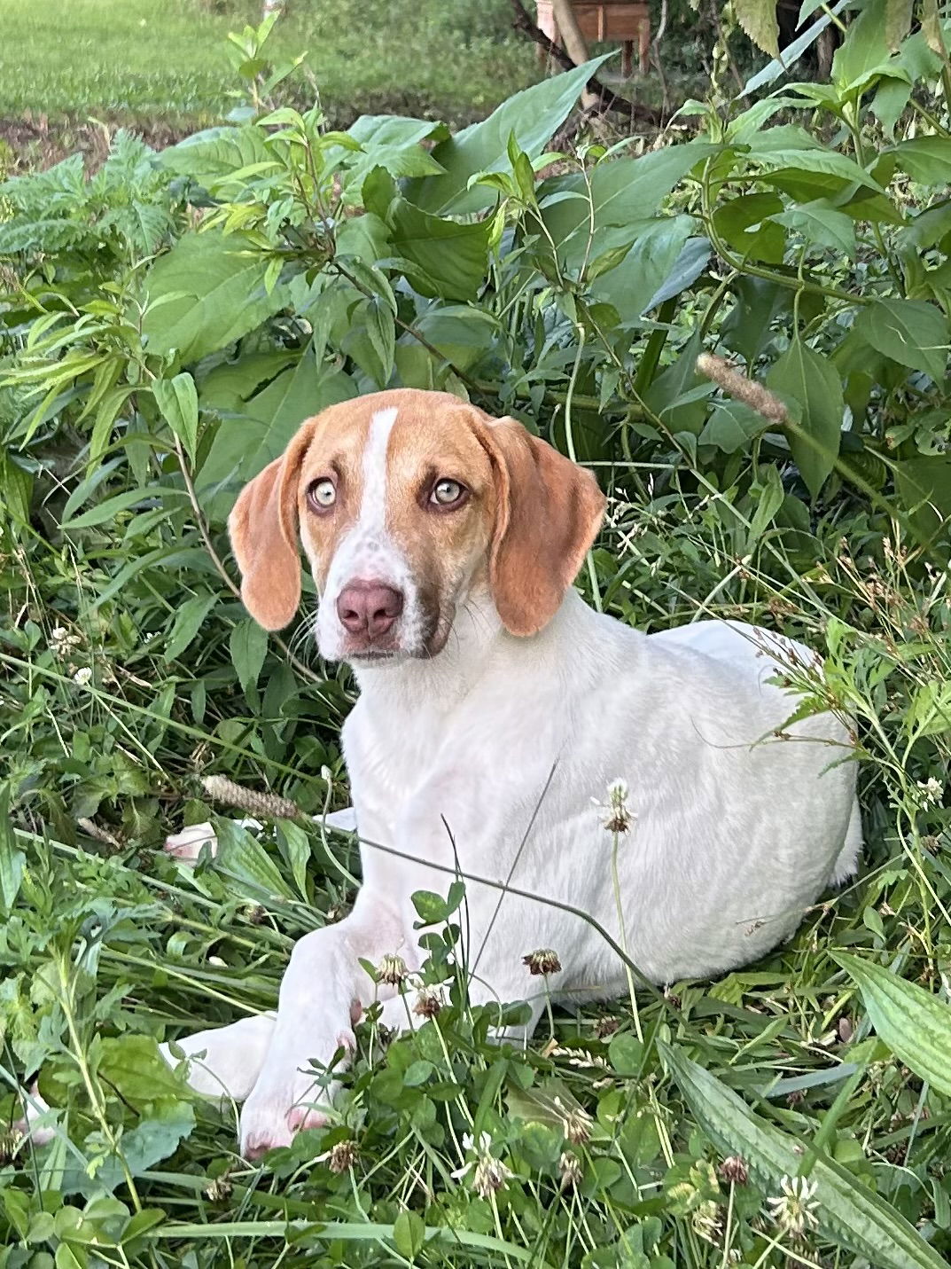 adoptable Dog in Nashville, TN named Wren