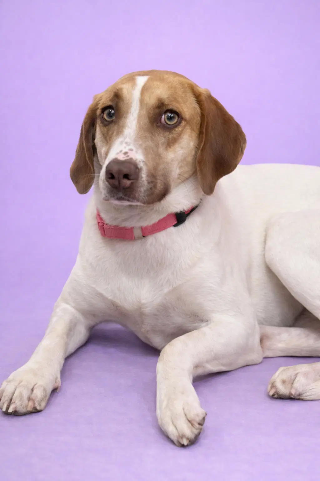 Wren - Labrador Retriever