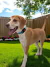 adoptable Dog in  named Wade
