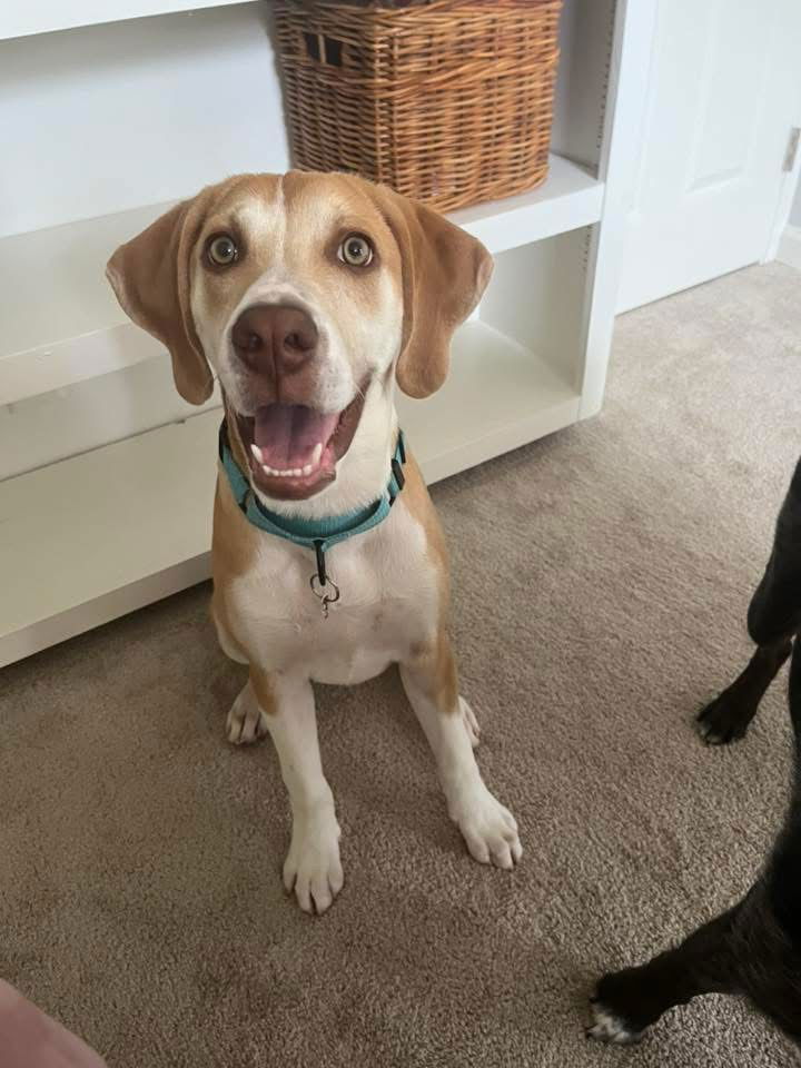 adoptable Dog in Nashville, TN named Wade