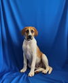 adoptable Dog in  named Westley