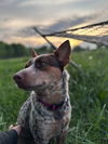 Jessie