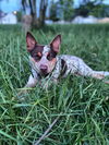 Jessie
