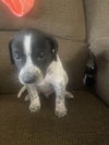 Toby