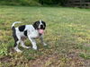 Toby