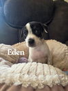 Eden