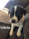 Edwin